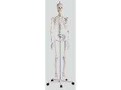 irX if 178cm 2960