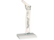 Erler-Zimmer I֐߃f  4556