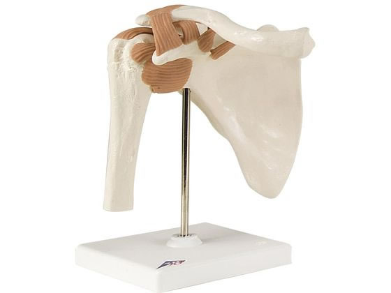 ���{�X���[�r�[�E�T�C�G���e�B�t�B�b�N ���֐߃��f��(��t)�l�̖͌^ 11-2050-00 A80(16X12X20CM)