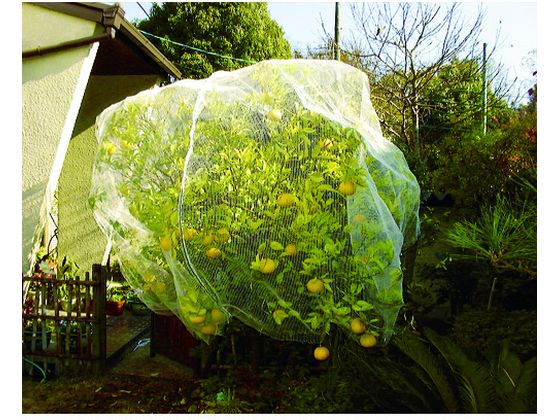 Dio 目立ちにくい透明鳥よけネット 2m×4m 白 252232 通販 Dio 目立ちにくい透明鳥よけネット 2m×4m 白 252232 通販