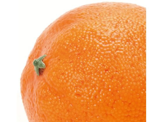 東京堂 オレンジ ORANGE FV003530 通販【フォレストウェイ】