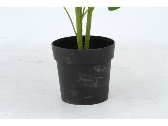 不二貿易 観葉植物 フィカス 1124 A 52662 ヤドリフカノキ 216 ×2個