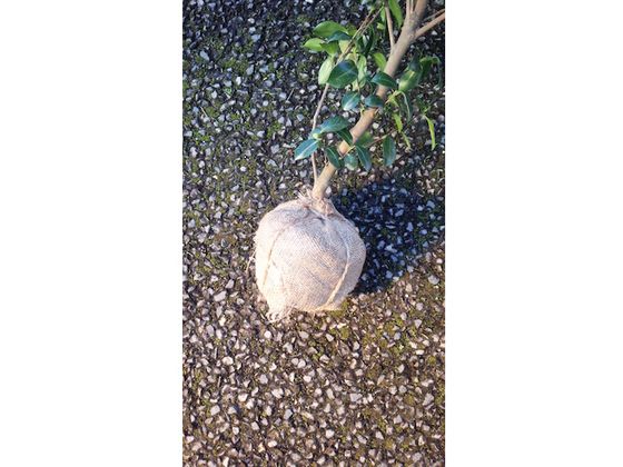 【在庫セール】伝蔵 根巻きロール 100cmX20m R012 伝蔵 根巻きロール 100cm×20m R012 通販【フォレストウェイ】