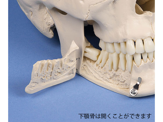 Erler-Zimmer 頭蓋骨モデル 歯科用 4513 | Forestway【通販フォレスト