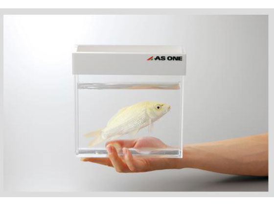美しい アズワン 観察用アクリル水槽平型(300×80) 通販【フォレストウェイ】 水槽