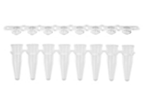 R[jOEAxygen PCR8A`[u0.2mL  h[Lbvt(pbN) PCR-0208-CP-C-J